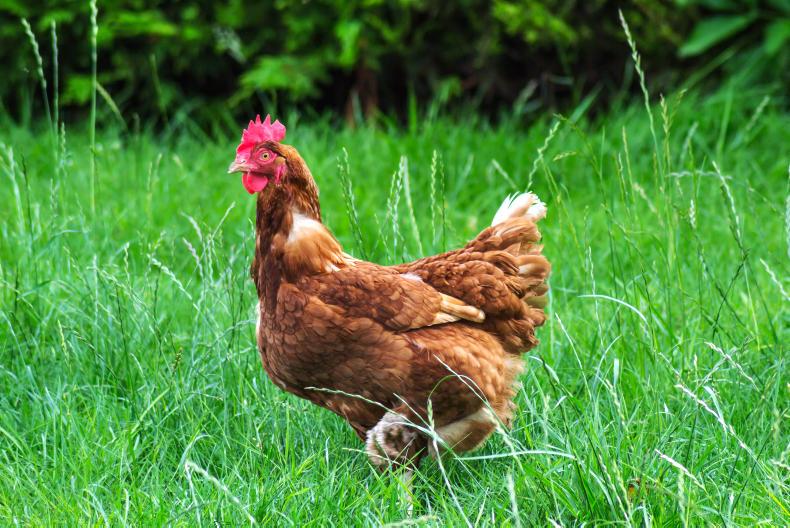 British bird flu case just across the Irish Sea