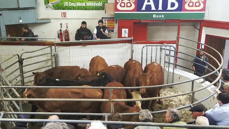 In pictures: bullocks make €2.90/kg in Macroom Mart