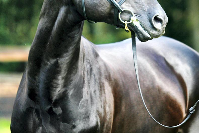 O' Meara and Hogg are unstoppable