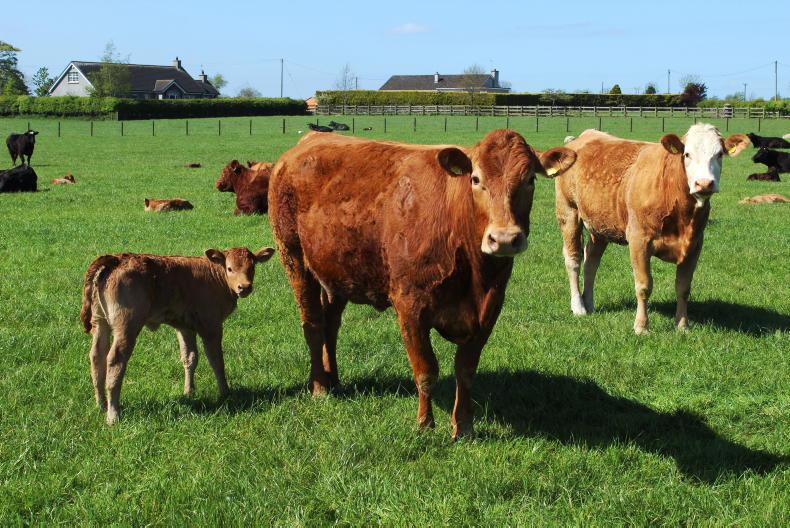 Closing up grazing paddocks for silage