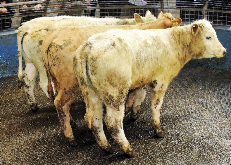 In pictures: steady cattle prices continue at Roscrea mart