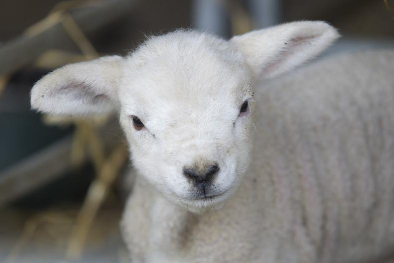 Vet's corner: dosing lambs and anthelmintic resistance                      