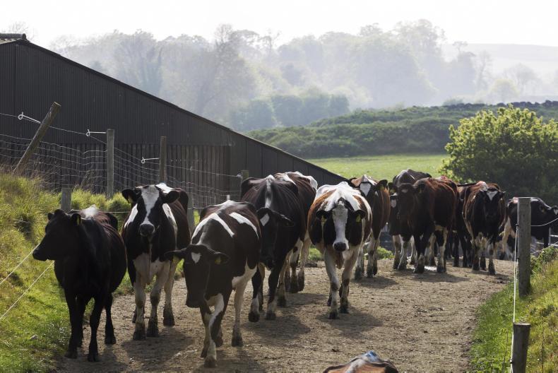 Map: where do Irish milk prices rank on the world stage?