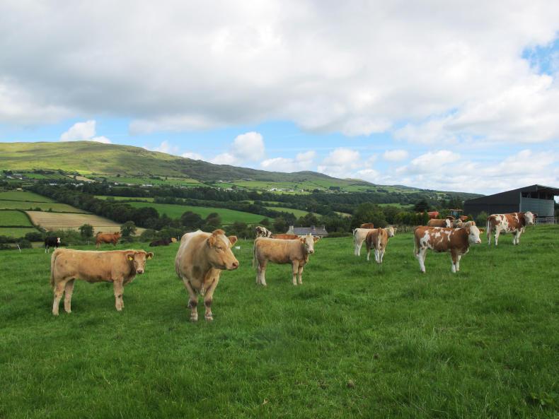 Farmer Writes: dealing with the Donegal extremes
