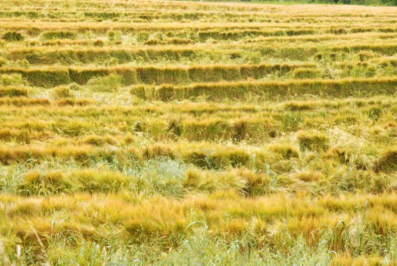 Lodging prevention in spring barley