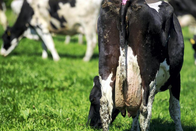 Monday management: balancing rain, grass and supplementation