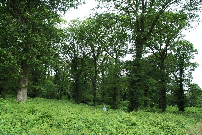 Microsoft pays €1,000/ha top-up for trees