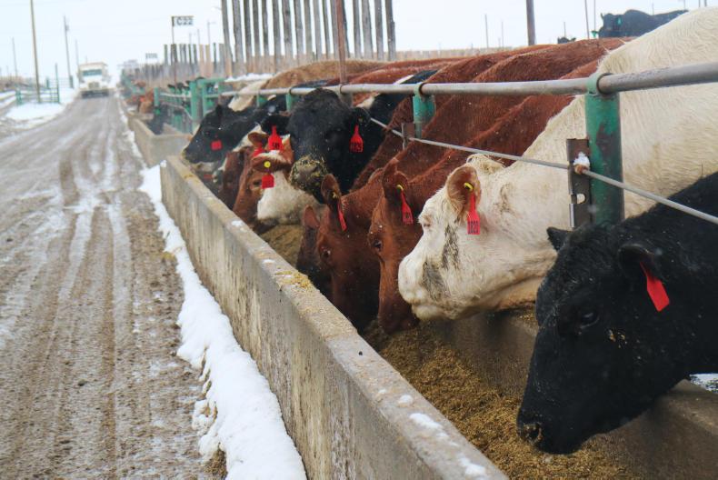 Beef research: addressing greenhouse gas emissions from feedlot cattle