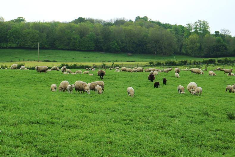 Sheep census: another jump as ewe numbers increase 137,037