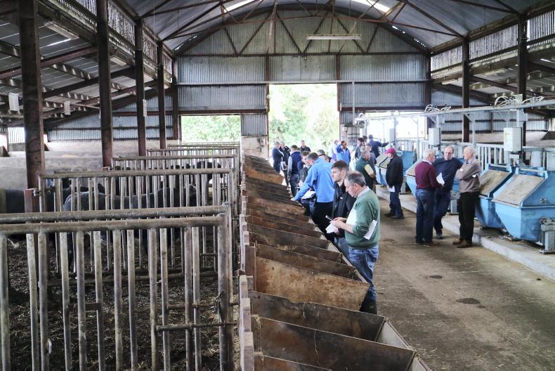 Watch: dairy crosses not the answer for suckler herd