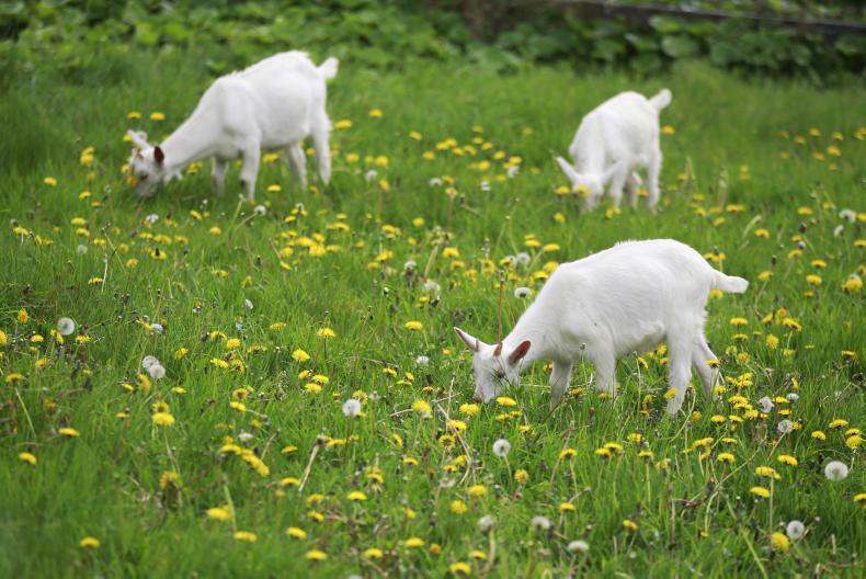 Bodhrán demand drums up goat rustling