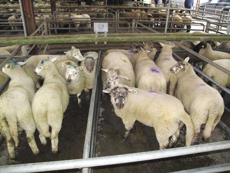 Sheep market update: plenty of bite in lamb trade  