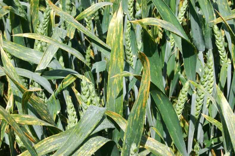 Tackling a yellow rust epidemic