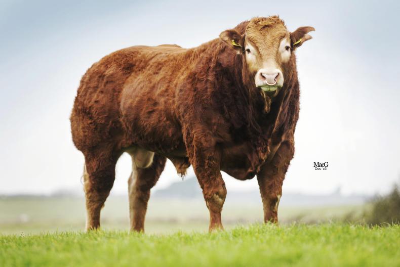 Herd profile: Gerrygullinane Limousin