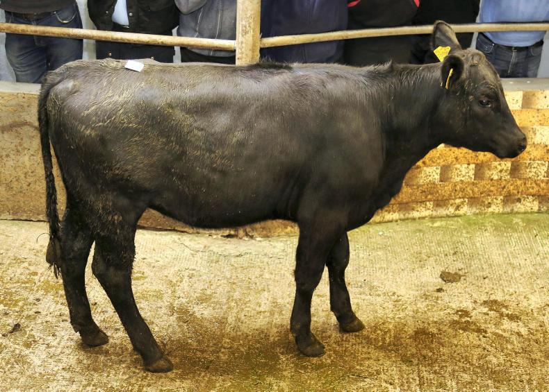 Cattle prices: firm trade for continentals, Friesians a slower sell at Portumna 