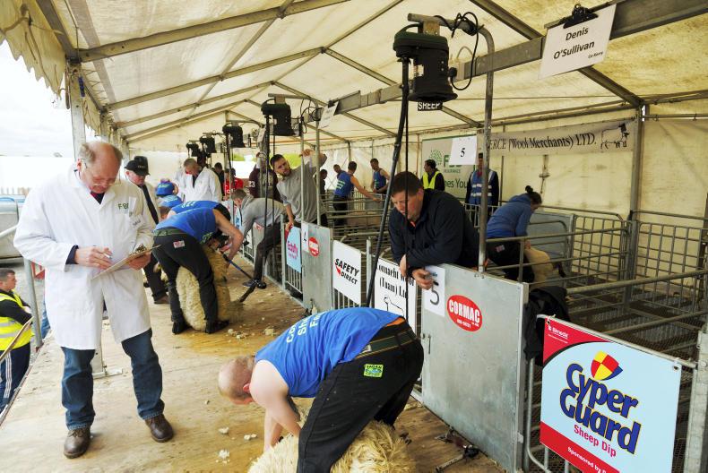 Top speeds of 45 seconds per sheep at the Connacht Sheep Shearing