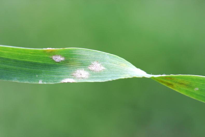 Good growing conditions over past week
