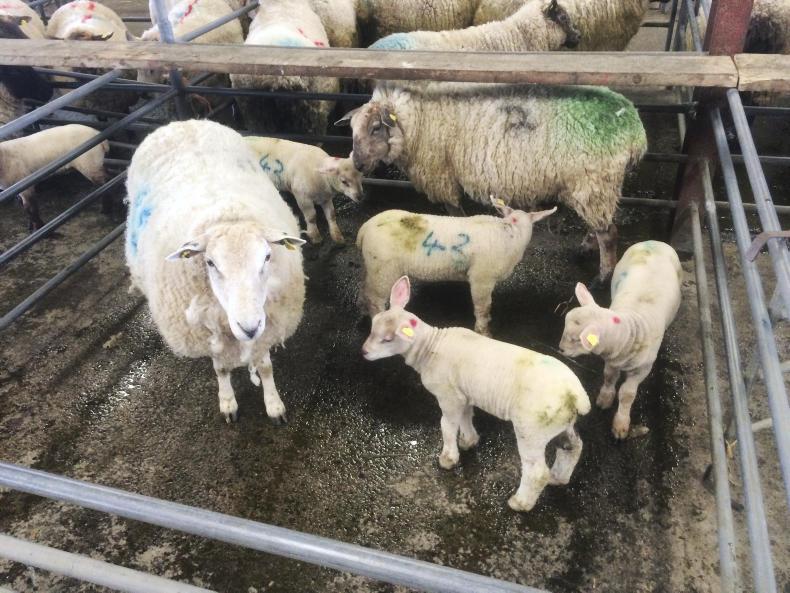 Solid trade for spring lambs at marts