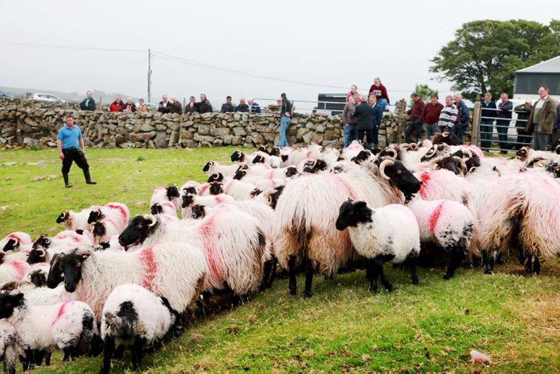 Calls for increased ANC hill sheep payments