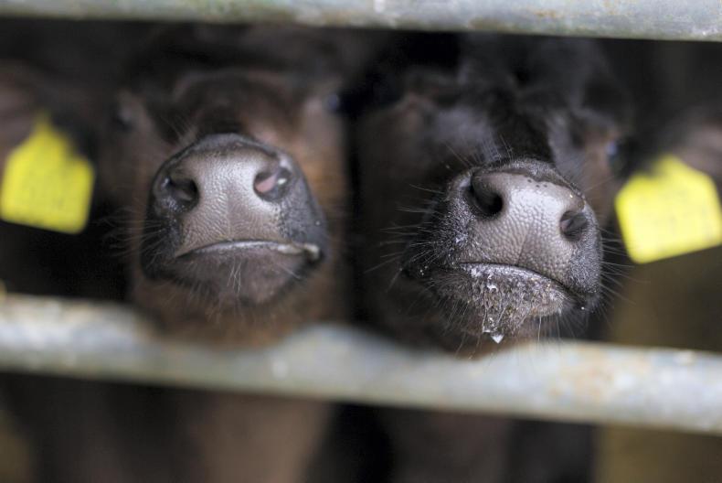 NI and Scotland achieve BSE negligible risk status