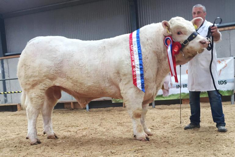 Charolais end sales season on a high