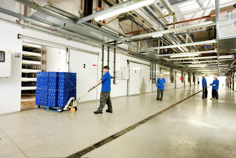  Codd Mushrooms in expansion mode