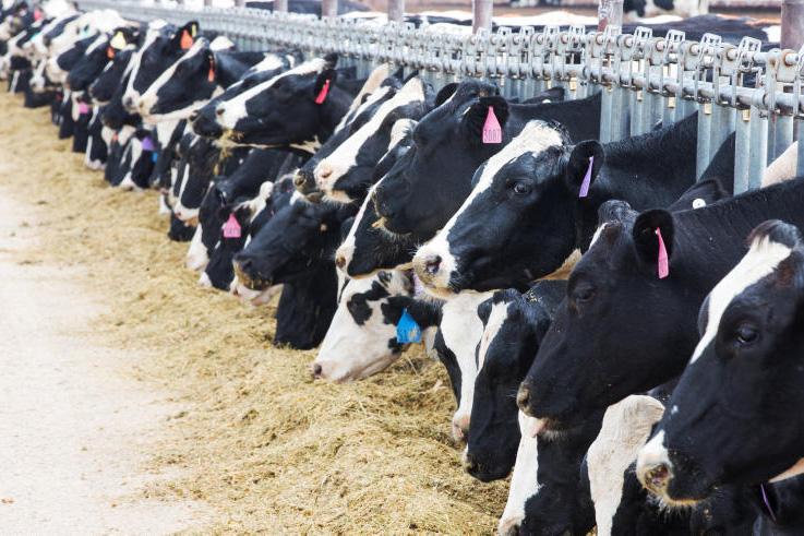 Weaker dollar to boost US dairy exports