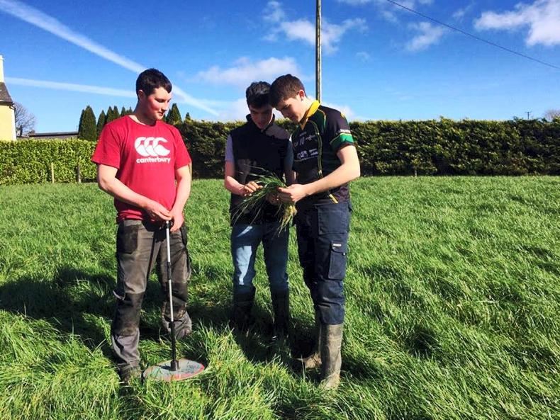 Angus blog: out-wintering and compensatory growth