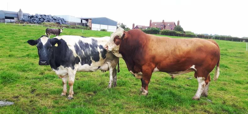 Optimise herd fertility this breeding season