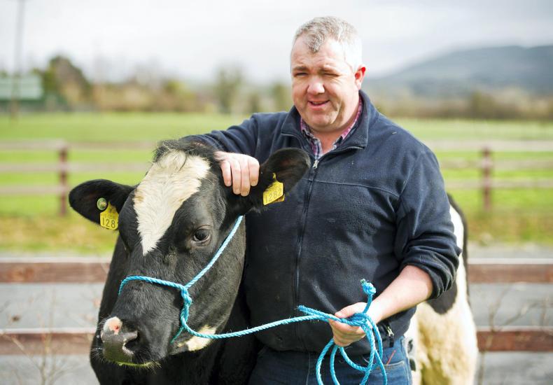 Dairygold chair backs Creed    