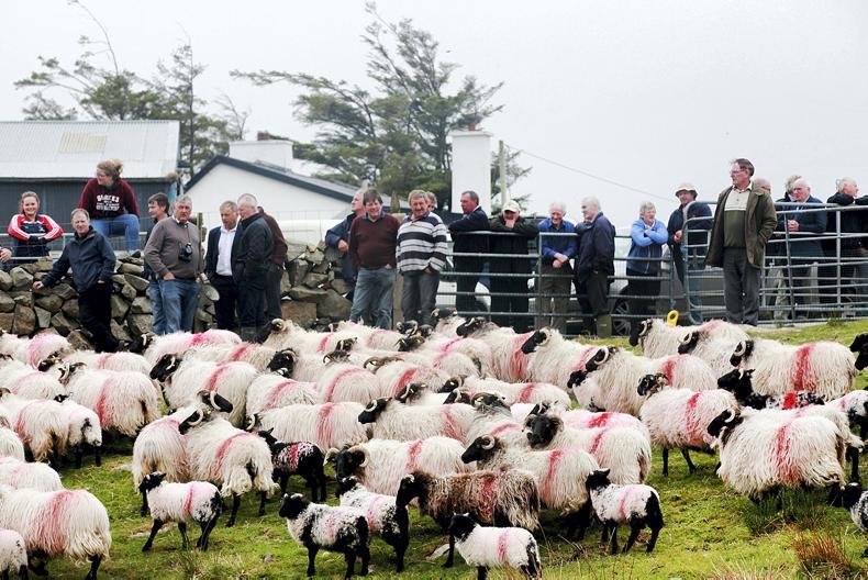 Watch: a flock that’s fit for purpose on Connemara hill sheep farm