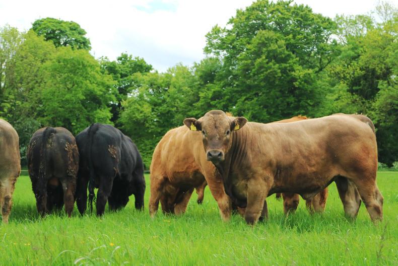Watch: difficult spring hasn't fazed BETTER farmer Joe Healy