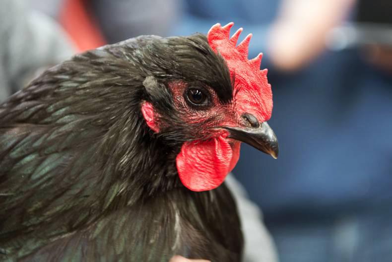 Bird flu prevention zone in NI to be lifted