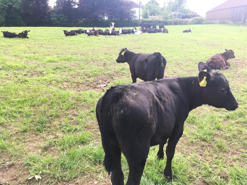 Tullamore Farm update: making silage and reseeding