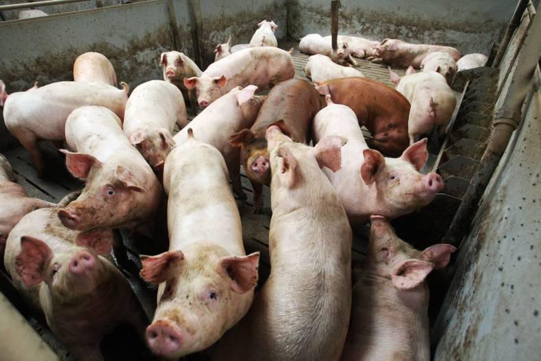Rising pig prices take months to pass on – Danish Crown