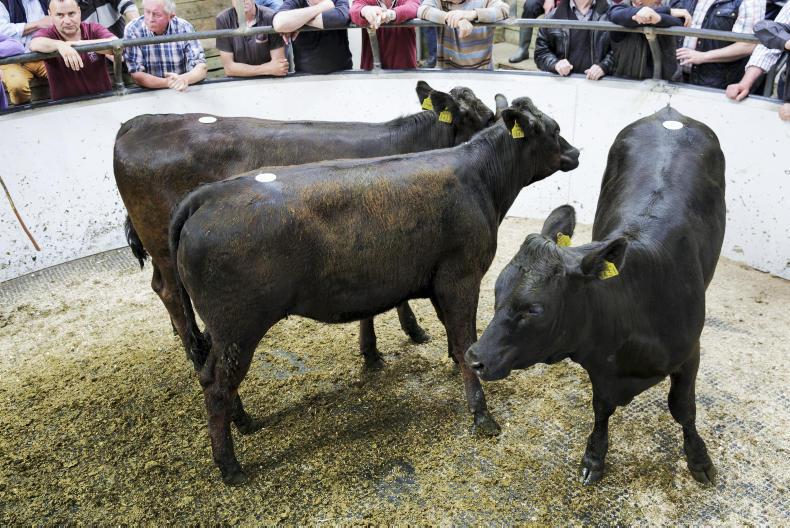 Cattle prices: Thurles Mart enjoying higher entries in 2017