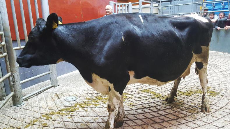 High cow numbers at Fermoy Mart