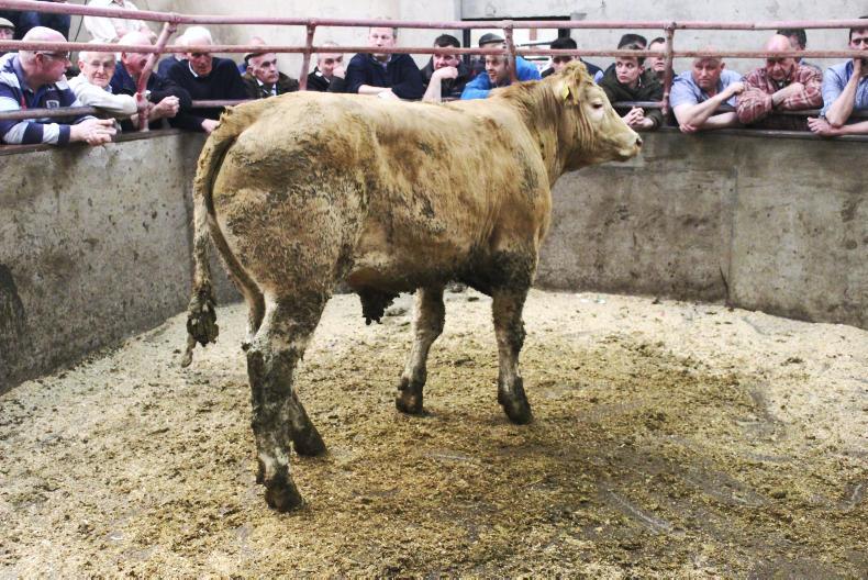 Strong trade for beef cattle at Ballymena