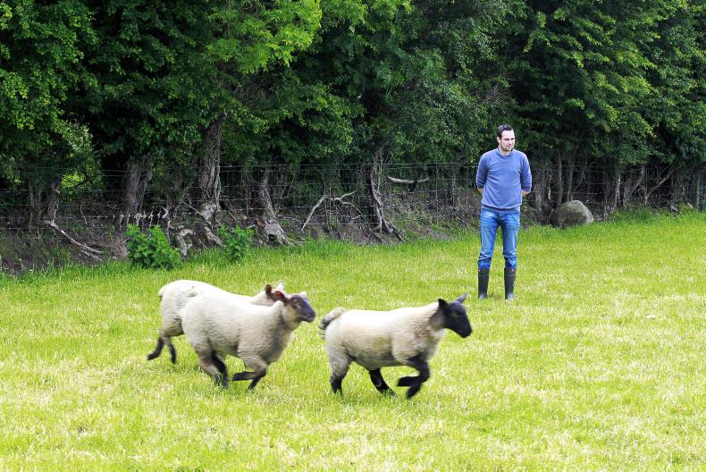 Spring lamb quotes ease                    