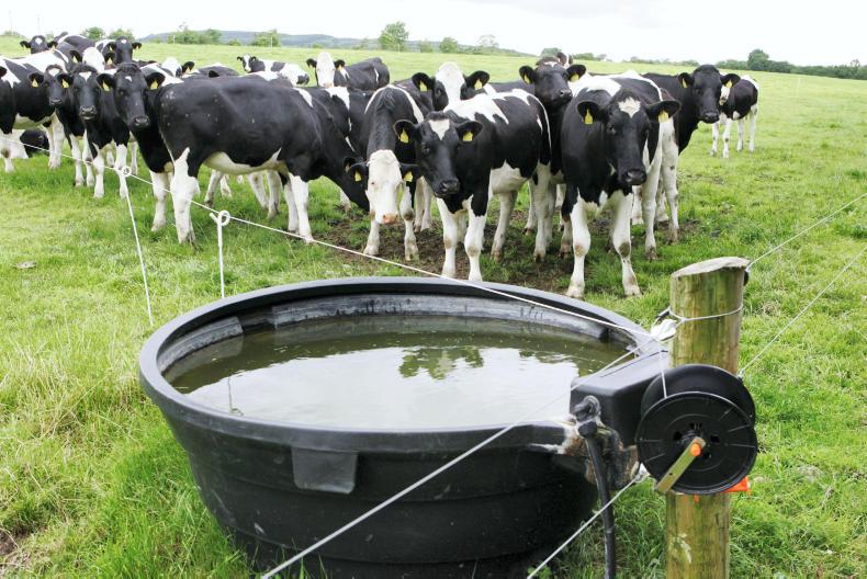 Bull and cow kills rising at the plants