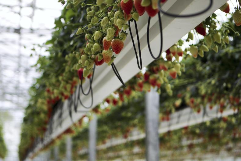 Consumers urged to buy Irish as strawberry season gets into full swing