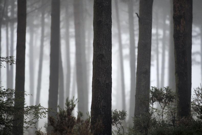 Ombudsman rules in forester’s favour after Department changed mind on grant