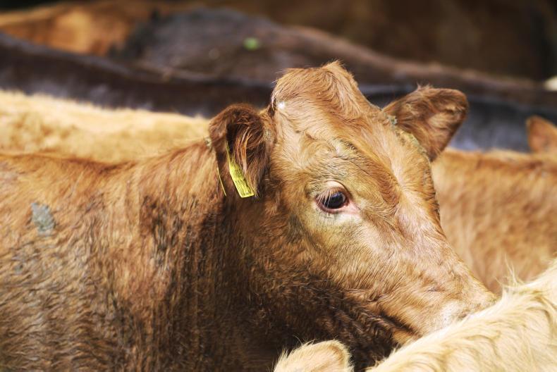 Police seize veterinary drugs in Armagh