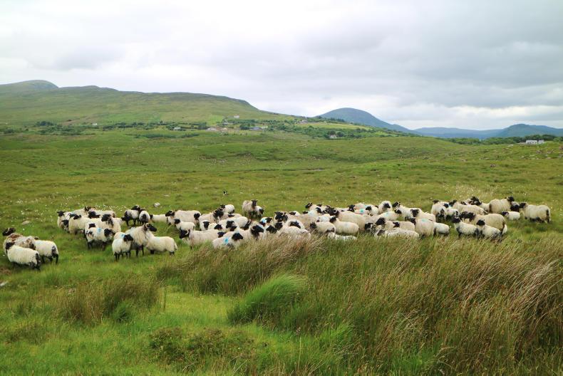 Price stability vital for sheep sector 