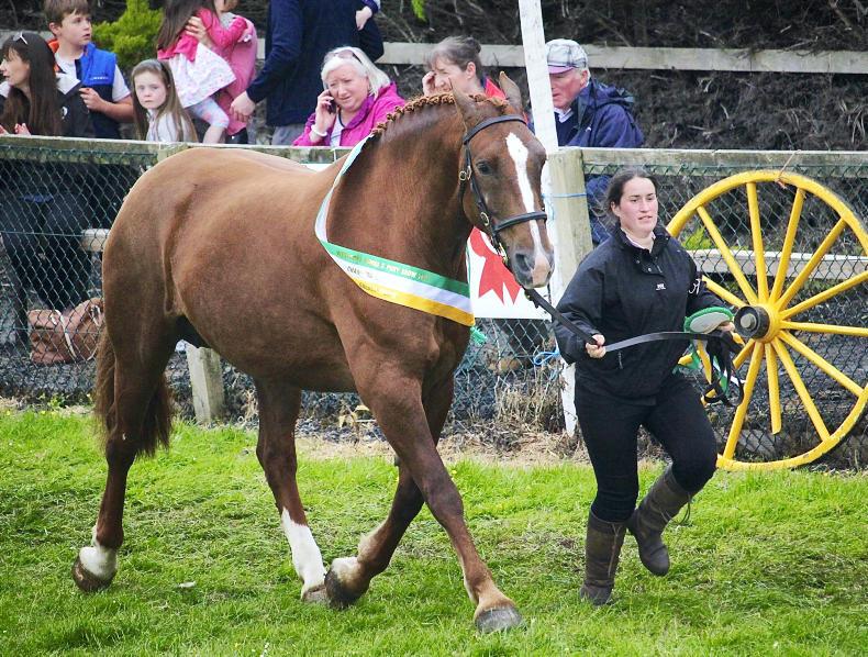 Westport Show celebrates its Golden Jubilee