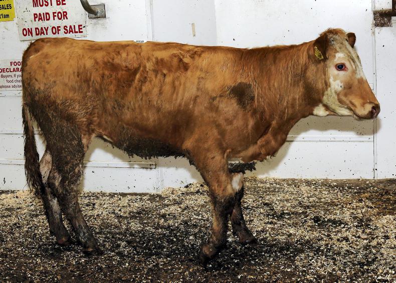 Quality light store prices holding firm at Ballinasloe Mart   