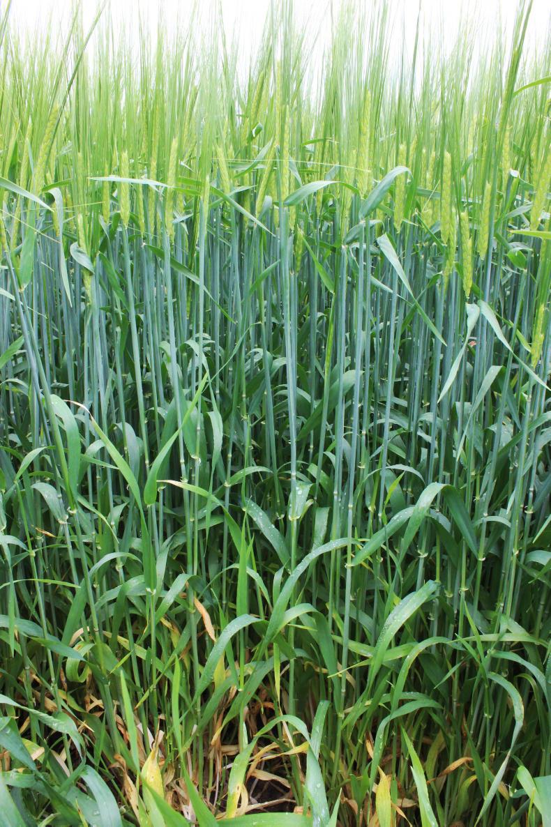 Resistance to sprays continues to grow        