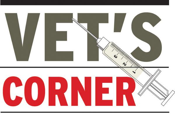 Vet's corner: keep the good start going