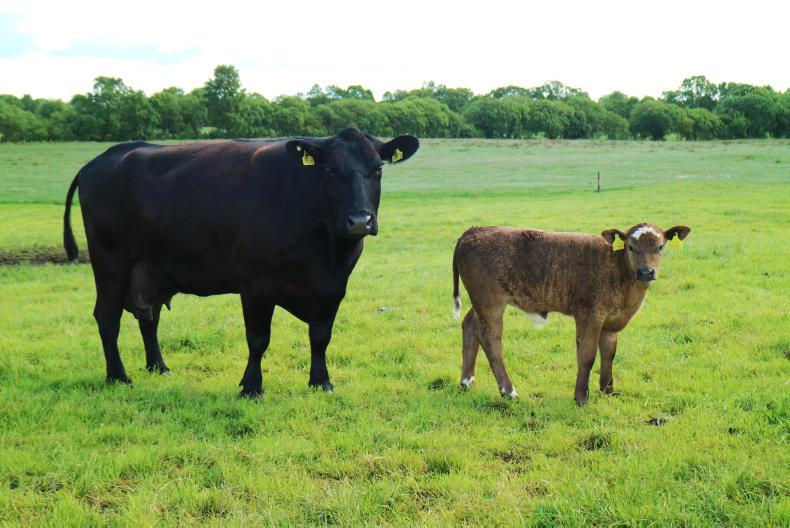 Watch: multi-tasking on Multyfarnham  BETTER farm