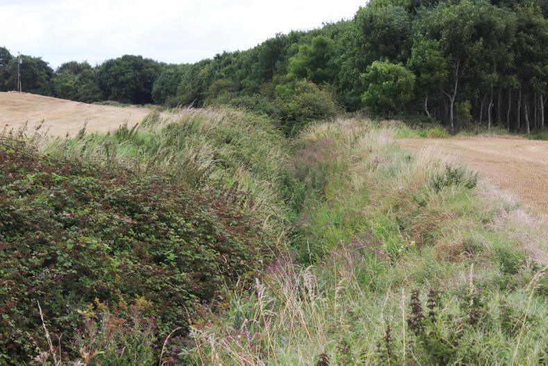 How do EFAs support sustainable production and integrated pest management?